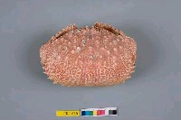 藏品(日本饅頭蟹)的圖片